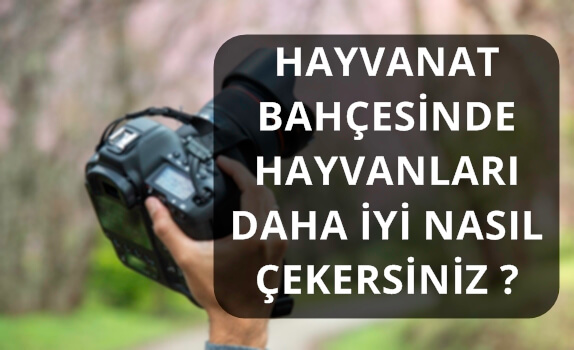 HAYVANAT BAHÇESİNDE HAYVANLARI DAHA İYİ NASIL ÇEKERSİNİZ ?