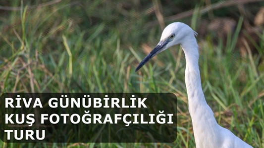 Riva Günübirlik Kuş Fotoğrafçılığı Turu