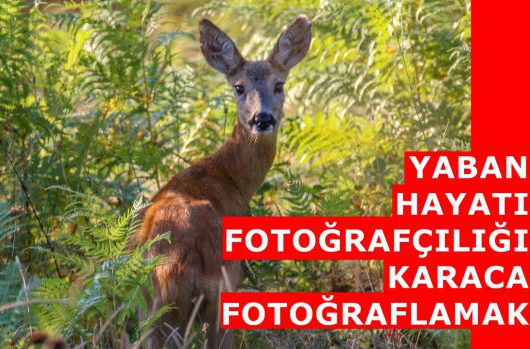 YABAN HAYATI FOTOĞRAFÇILIĞI KARACA FOTOĞRAFLAMAK