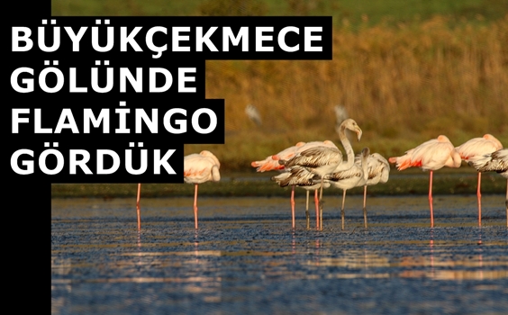 Büyükçekmece Gölünde Flamingo Gördük