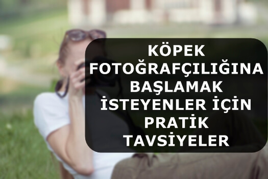 Köpek Fotoğrafçılığına Başlamak İsteyenler İçin Pratik Tavsiyeler