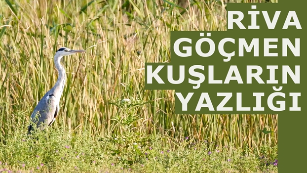 RİVA GÖÇMEN KUŞLARIN YAZLIĞI Kuş Fotoğrafçılığı