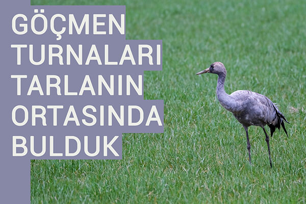 GÖÇMEN TURNALARI TARLANIN ORTASINDA BULDUK