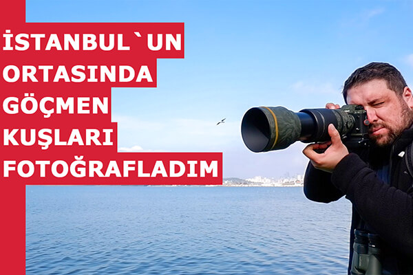 İstanbul un Ortasında Göçmen Kuşları Fotoğrafladım