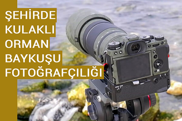 ŞEHİRDE KULAKLI ORMAN BAYKUŞU FOTOĞRAFÇILIĞI