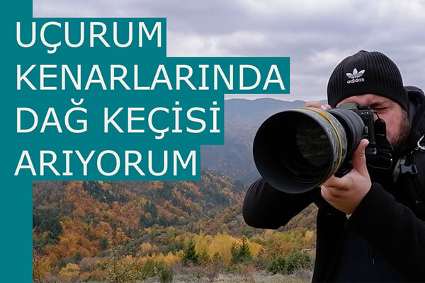 UÇURUM KENARLARINDA DAĞ KEÇİSİ ARIYORUM